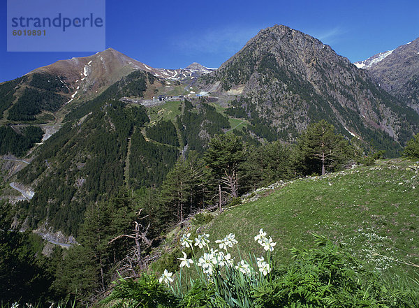 Dichter-Narzisse (Narcissus Poeticus) und west-Ansicht ski über das Arinsal-Tal zu den Arinsal Bahnhof im Frühsommer  Arinsal  Percanela  Andorra  Europa