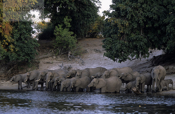 Afrikanischer Elefant  Loxodonta Africana  Chobe River  Chobe Nationalpark  Botswana  Afrika