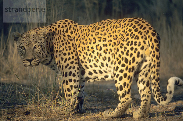 Leopard  Panthera Pardus  Duesterbrook Private Game Reserve  Windhoek  Namibia  Afrika