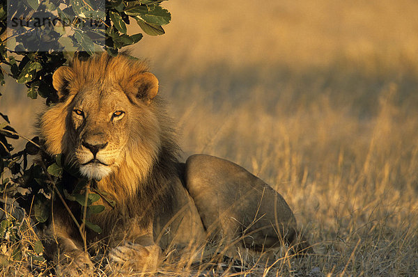 Löwe  Panthera Leo  Chobe Nationalpark  Savuti  Botswana  Afrika