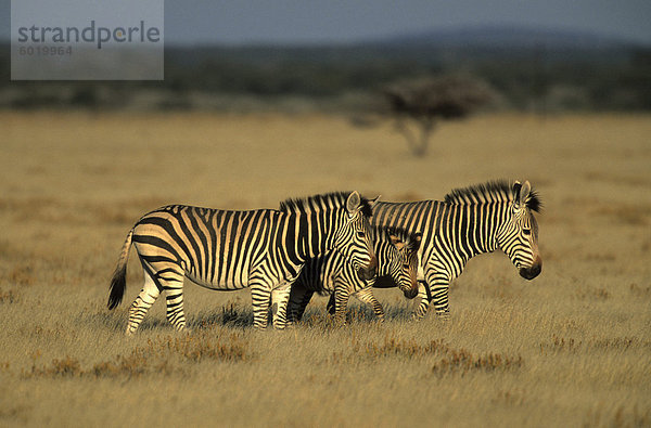 Hartman der Mountain Zebra  Equus Zebra Hartmannae  Damaraland  Namibia  Afrika
