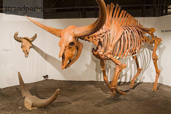 Riesige Bison Skelett im Museum für Naturgeschichte und Wissenschaft  Cincinnati Museum Center bei Union Terminal  Cincinnati  Ohio  Vereinigte Staaten von Amerika  Nordamerika