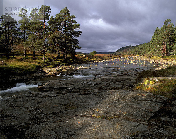 Schottische Pinien und oberen Dee-Tal in der Nähe von Inverey  Aberdeenshire  Hochlandregion  Schottland  Vereinigtes Königreich  Europa