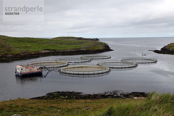 Lachs Bauernhof  Out Skerries  Shetland  Schottland  Vereinigtes Königreich  Europa