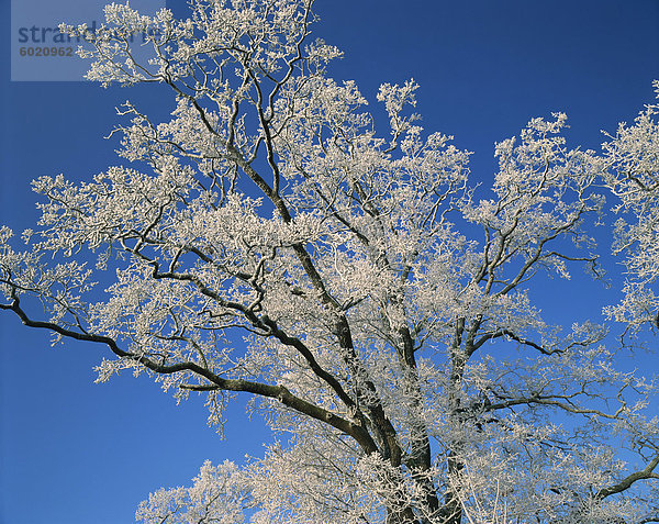 Frostigen Filialen und blauen Himmel bei Thorney nahe Peterborough  Cambridgeshire  England  Vereinigtes Königreich  Europa