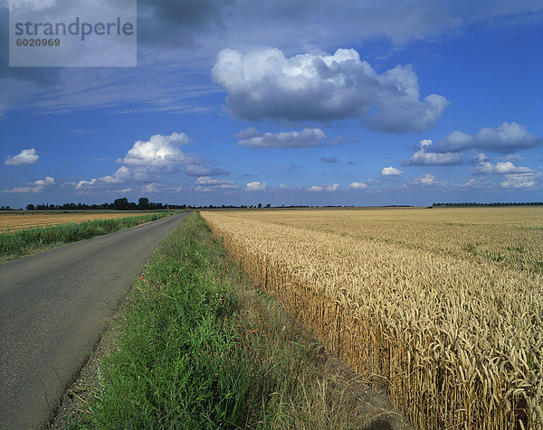 nahe Kornfeld nebeneinander neben Seite an Seite Europa Großbritannien Fernverkehrsstraße Peterborough Cambridgeshire England