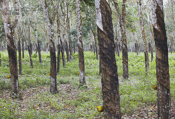 Gummibäume  Kebun Kandeng Lembu Plantage  Kalibaru  Java  Indonesien  Südostasien  Asien