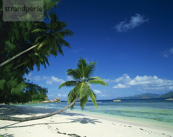 Schiefen Palme und Beach  Anse Severe  La Digue  Seychellen  Indischer Ozean  Afrika