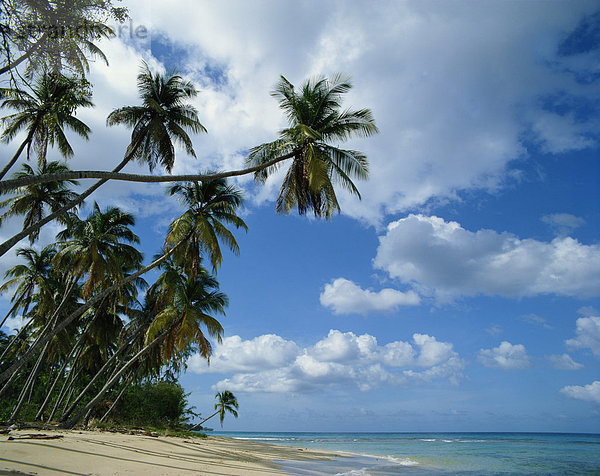 Strand  Barbados  Antillen  Karibik  Mittelamerika
