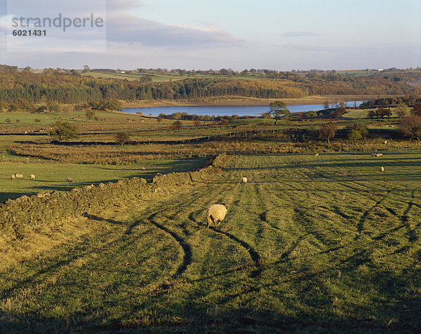 Die Yorkshire Dales  Yorkshire  England  Vereinigtes Königreich  Europa