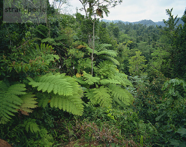 Regenwald  St. Lucia  Windward-Inseln  West Indies  Caribbean  Central America
