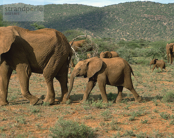 Elefanten  Samburu National Reserve  Kenia  Ostafrika  Afrika