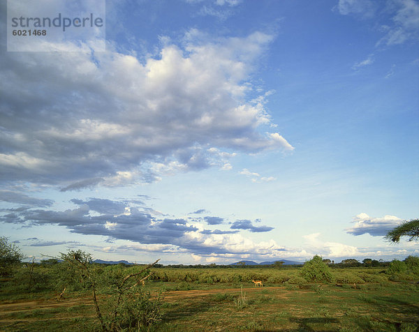 Samburu National Reserve  Kenia  Ostafrika  Afrika