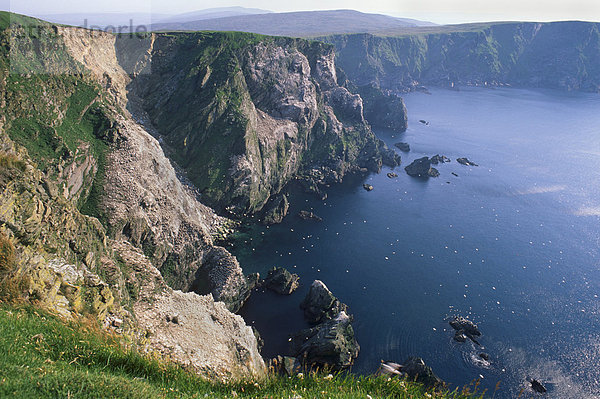 Klippen von Hermaness National Nature Reserve  große Gannetry bei Saito  Unst  Shetland Islands  Schottland  Vereinigtes Königreich  Europa