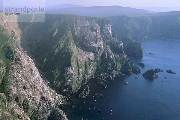 Klippen von Hermaness National Nature Reserve  große Gannetry bei Saito  Unst  Shetland Islands  Schottland  Vereinigtes Königreich  Europa