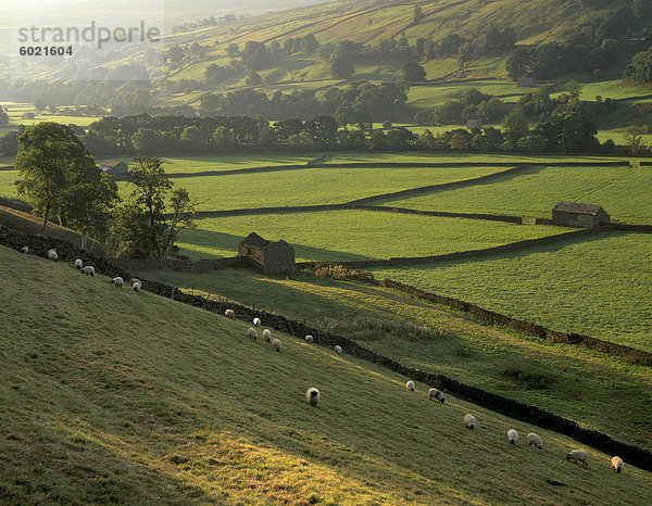 Ummauerten Feldern und Scheunen in der Nähe von Gunnister  Swaledale  Yorkshire Dales National Park  Yorkshire  England  Großbritannien  Europa