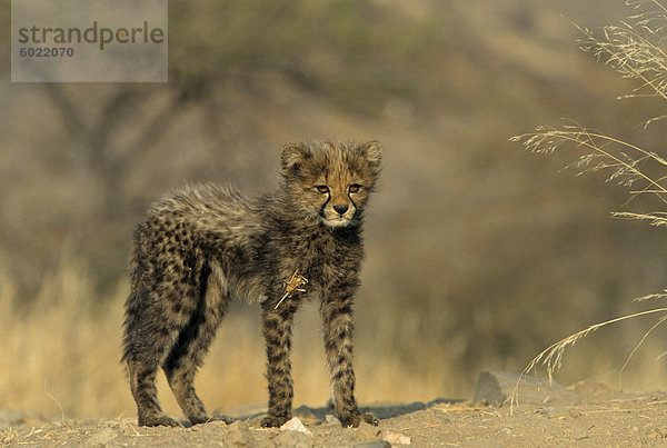 Gepard Jungtier  Acinonyx Jubatus  Duesterbrook Private Game Reserve  Windhoek  Namibia  Afrika