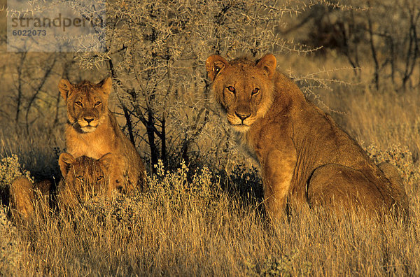 Löwin mit jungen  Panthera Leo  Etosha Nationa Park  Namibia  Afrika