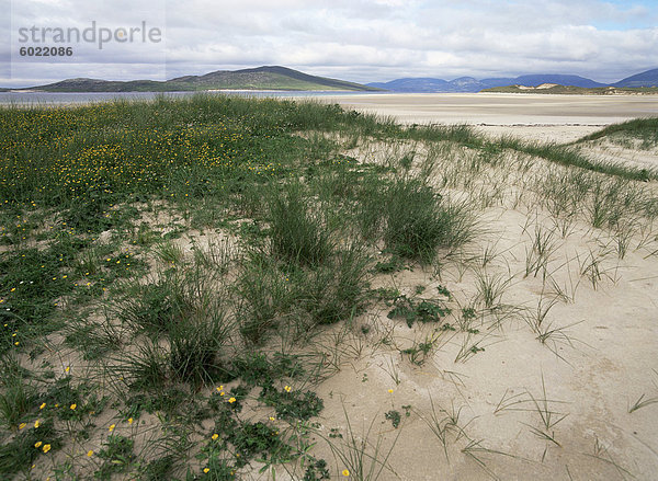 Dünen und Strandhafer  Seilebost Beach  Harris Island  Äußere Hebriden  Schottland  Vereinigtes Königreich  Europa