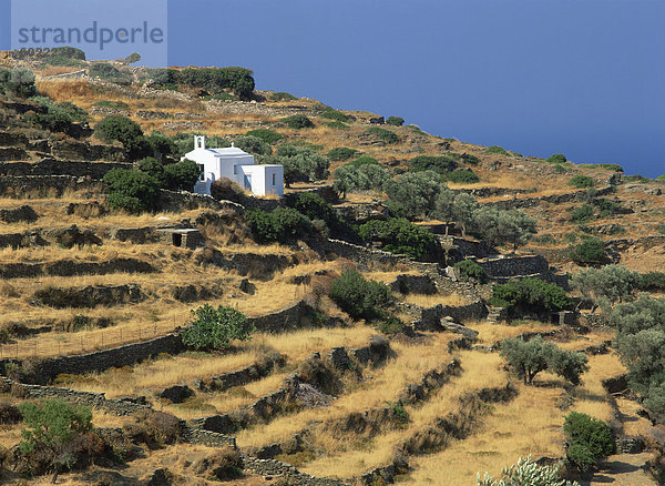 Terrassen und Olivenbäumen umgeben weiß getünchte Kirche auf einem Hügel auf Sifnos  Cyclades  griechische Inseln  Griechenland  Europa