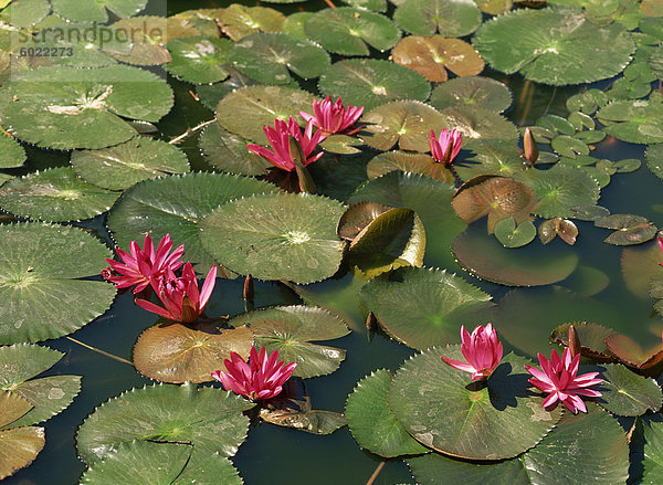 Rosa Lotus-Blüten in Thailand  Südostasien  Asien