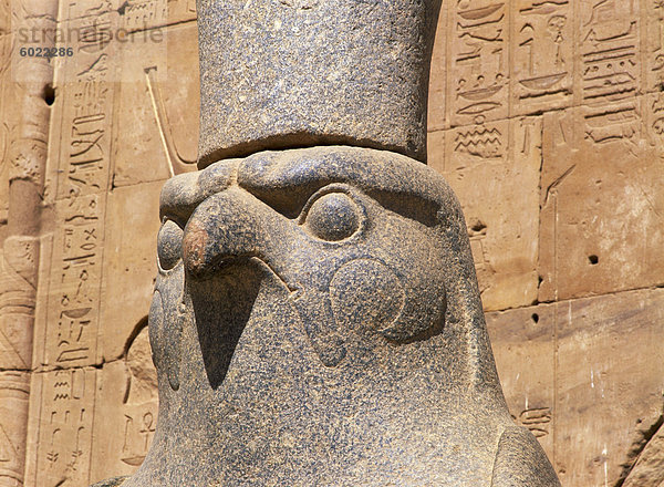 Nahaufnahme der Statue des Horus (der Falke-Gott)  um den Tempel des Horus  Edfu  Ägypten  Nordafrika  Afrika