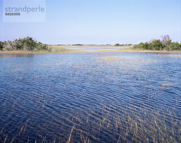 Everglades  Florida  Vereinigte Staaten von Amerika  Nordamerika