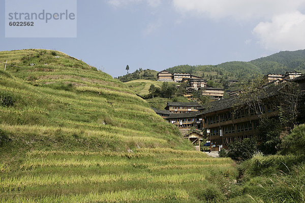 Longsheng terrassierte Reisfeldern  Guilin  Provinz Guangxi  China  Asien