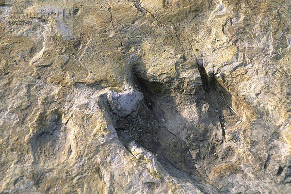 Nahaufnahme des Dinosaur Fußabdruck  Dinosaurier Trackway  Clayton Lake State Park  Clayton  New Mexico  Vereinigte Staaten von Amerika  Nordamerika