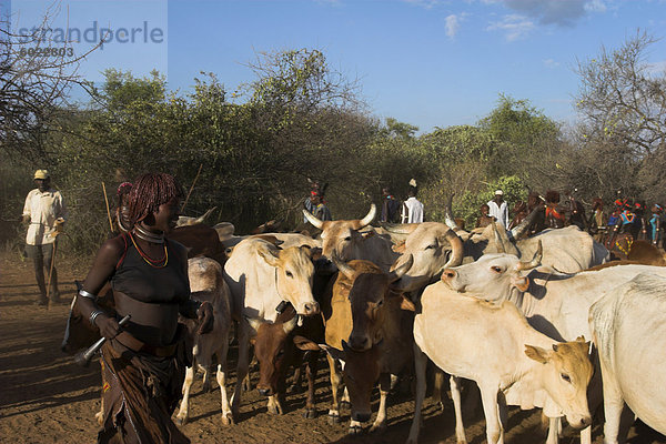 Rituellen Tanz rund um Kühe und Bullen  Hamer springen der Bulls Einleitung Zeremonie  Turmi  unteren Omo-Tal  Äthiopien  Afrika