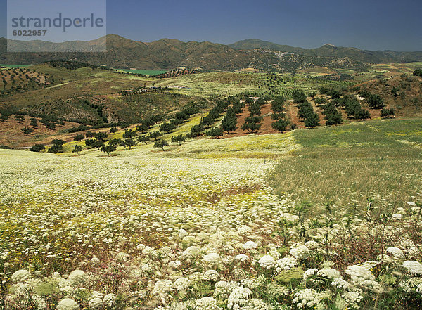 Landschaft bei Velez Malaga  Andalusien  Spanien  Europa