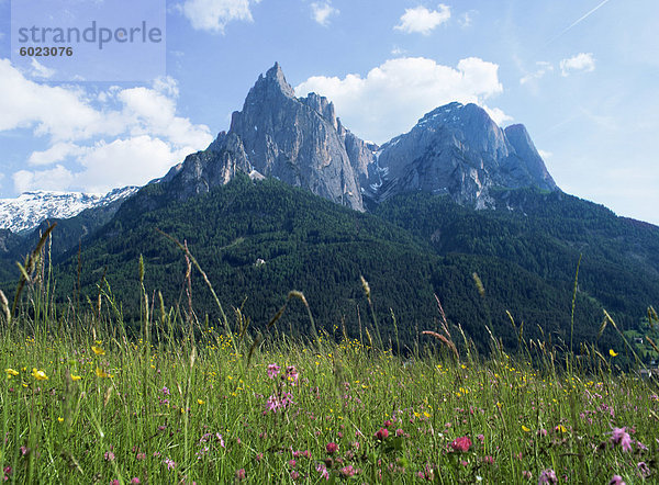 Können Blumen und Mount Schlern (Sclern)  Dolomiten  Trentino-Alto Adige (Südtirol)  Italien  Europa