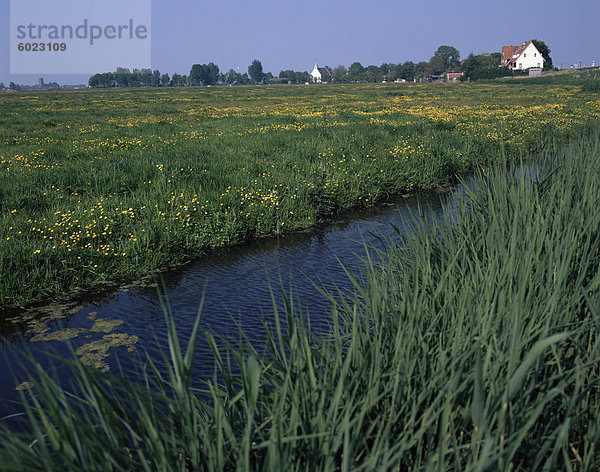 Kanal im Polder und Bereich der Hahnenfuß  Durgerdam  IJsselmeer  Holland  Europa