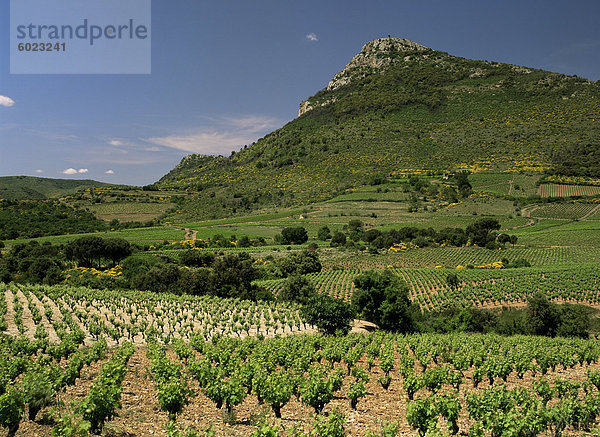 Weinberge bei Pezenas  Herault  Languedoc-Roussillon  Frankreich  Europa