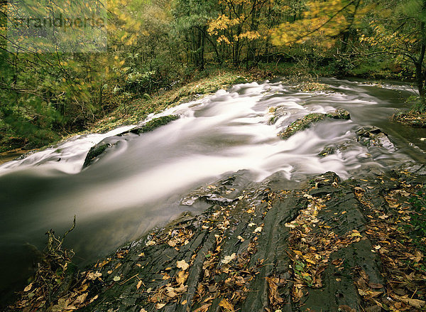 Kraft fällt im Herbst  Ruscand Valley  Lake District-Nationalpark  Cumbria  England  Vereinigtes Königreich  Europa
