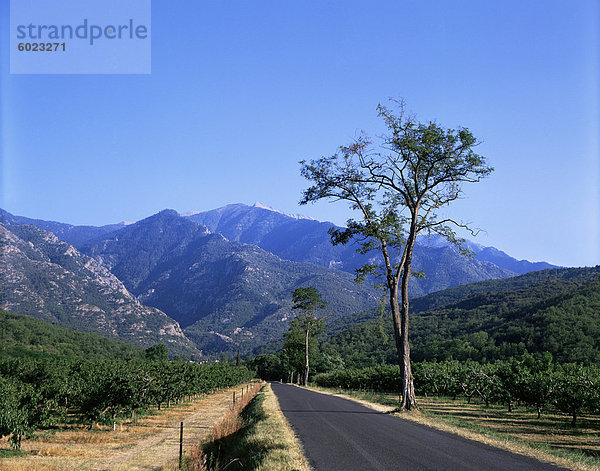 Mount Canigou  Pyrenäen-Orientale  Languedoc Roussillon  Frankreich  Europa