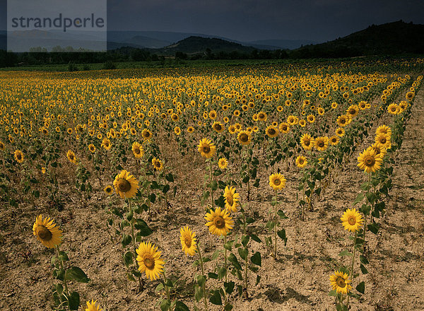 Sonnenblumen  die Corbieres  Aude  Languedoc-Roussillon  Frankreich  Europa