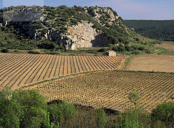 Weinberge bei Pezenas  Herault  Languedoc-Roussillon  Frankreich  Europa