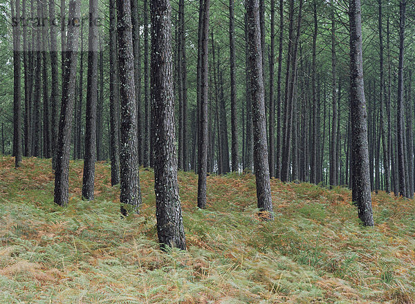Kiefer-Baum-Stämme  Landaise Wald  in der Nähe von Lit et Mixe  Landes  Aquitaine  Frankreich  Europa