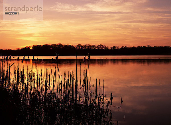 Reedmace silhouetted im Vordergrund bei Sonnenuntergang  Frensham großen Teich  in der Nähe von Farnham  Surrey  England  Vereinigtes Königreich  Europa