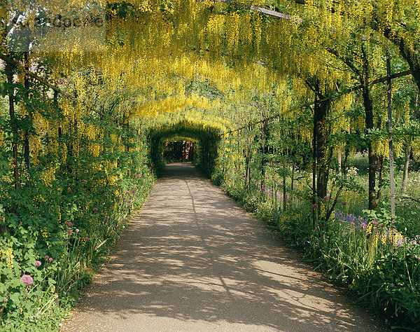 Laburnum Walk in Wilderness Gardens  Hampton Court  Groß-London  England  Großbritannien  Europa