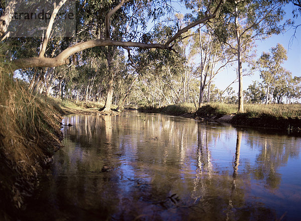 Gum Bäumen neben Hann River  zentrale Gibb River Road  Kimberley  Western Australia  Australien  Pazifik