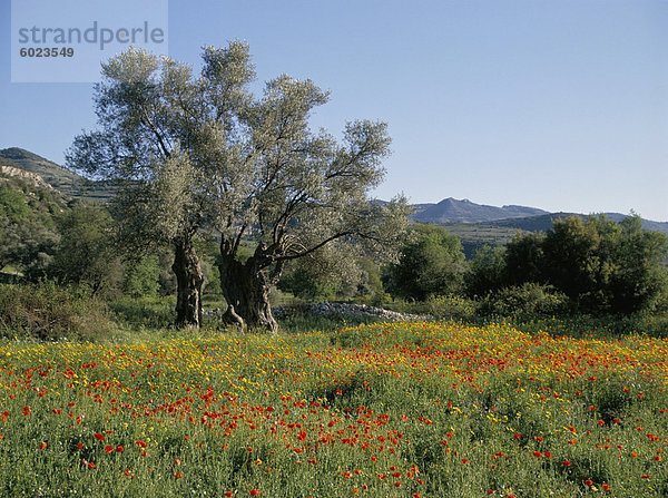 Frühlingsblumen und Olivenbäumen am unteren Troodos hängen nahe Arsos  Zypern  Europe