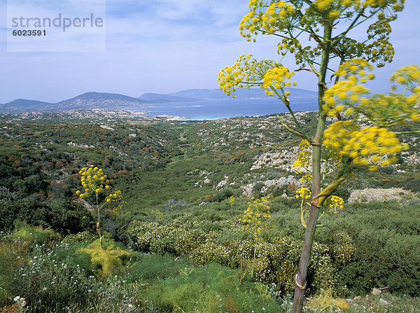 Asinara  Sardinien  Italien  Europa