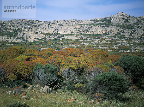 Asinara  Sardinien  Italien  Europa