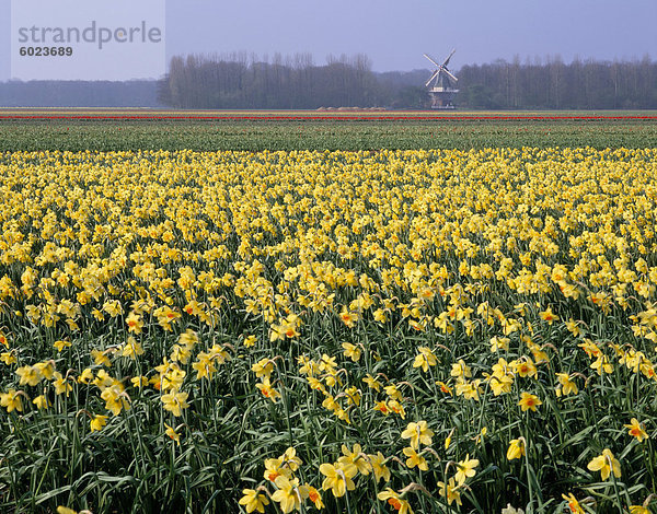 Blumenfelder der Narzissen und Windmühle in Distanz  Niederlande  Europa