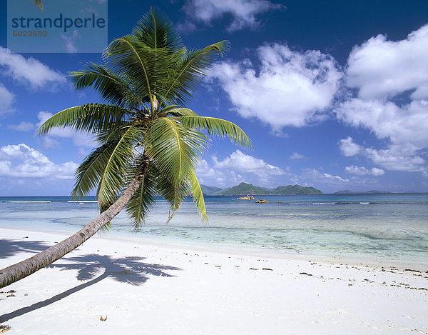 Schiefen Palmeninsel Baum und Beach  Anse Severe  La Digue  Seychellen  Indischer Ozean  Afrika