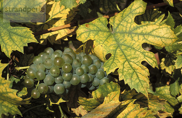 Nahaufnahme der Trauben am Weinstock nahe dem Dorf von Sidleny u Milotic  Mutenice Wein Region  Moravia  Tschechien  Europa