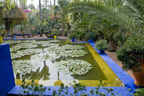 Jardin Majorelle  Marrakesch  Marokko  Nordafrika  Afrika