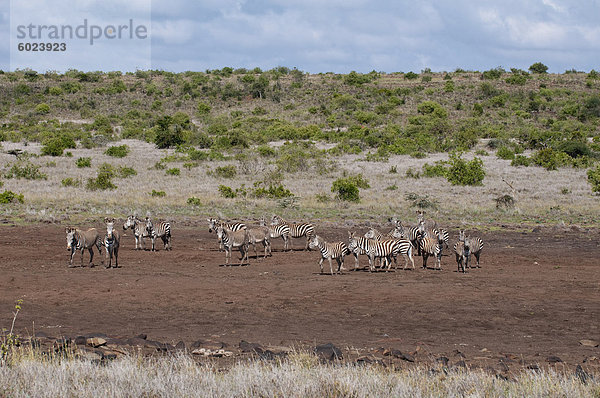Ostafrika Grevyzebra Equus grevyi Steppenzebra Equus quagga Zebra Afrika Kenia Equus quagga Steppenzebra